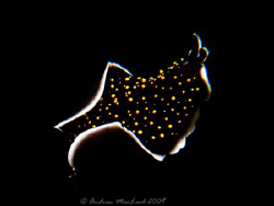 Flying by on a night dive. Canon G10, Manado Idonesia by Andrew Macleod 